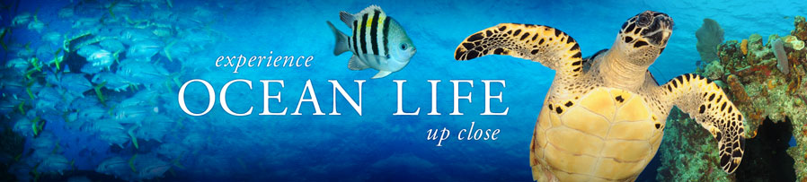 Experience Ocean Life up Close